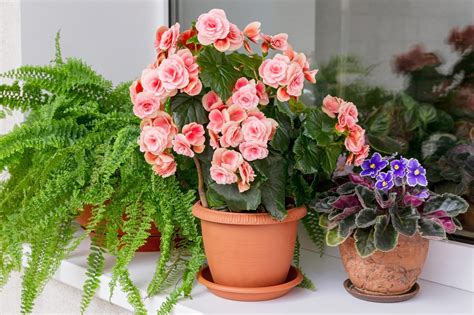 living flowers