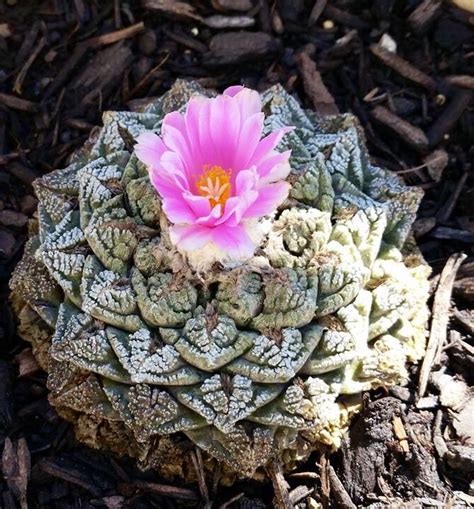living rock cactus