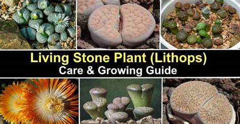 living stone plant care