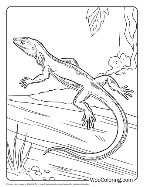 lizard coloring