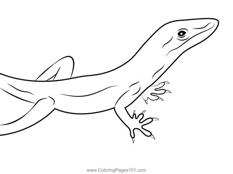 lizard coloring book