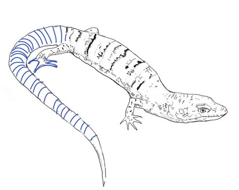 lizard coloring pages free