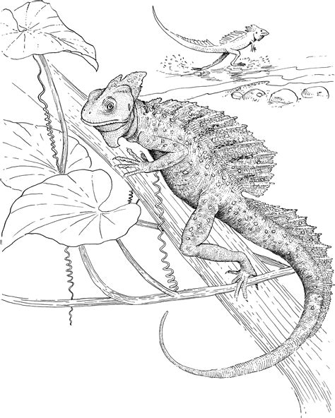 lizard printable coloring pages