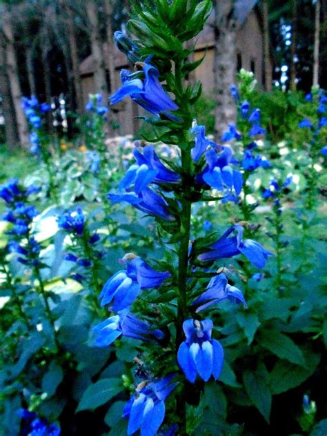 lobelia perennial
