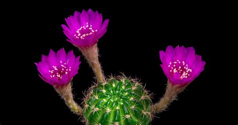 lobivia cactus