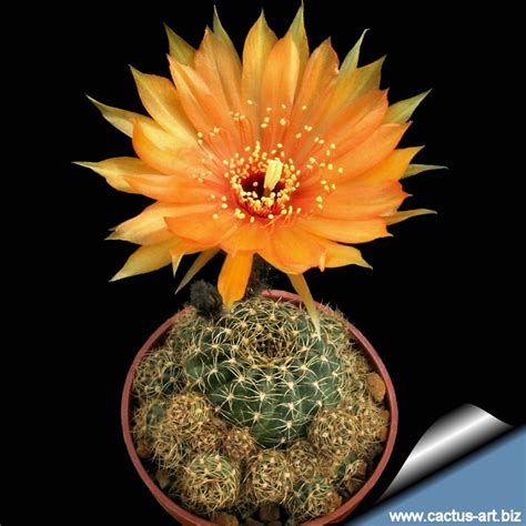 lobivia cactus