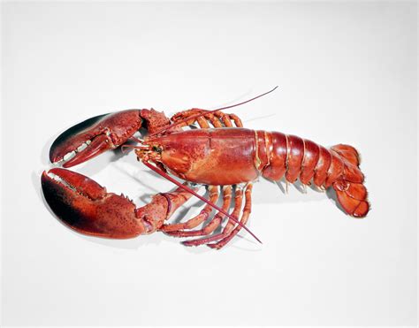 Lobster history