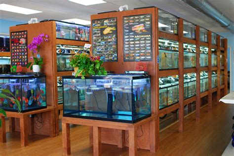 local fish stores firebird fish