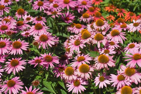 long flowering perennials