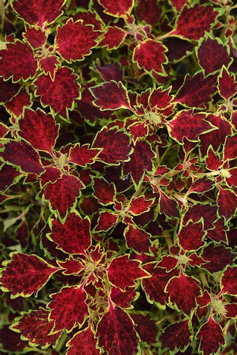 long lasting foliage