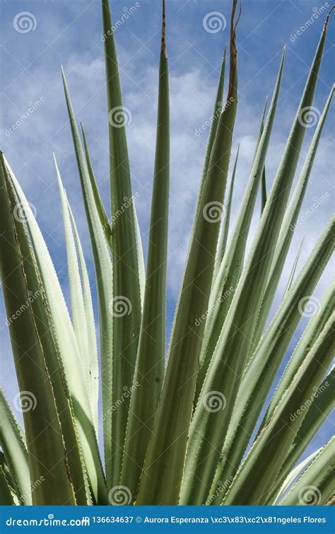 long leaf cactus