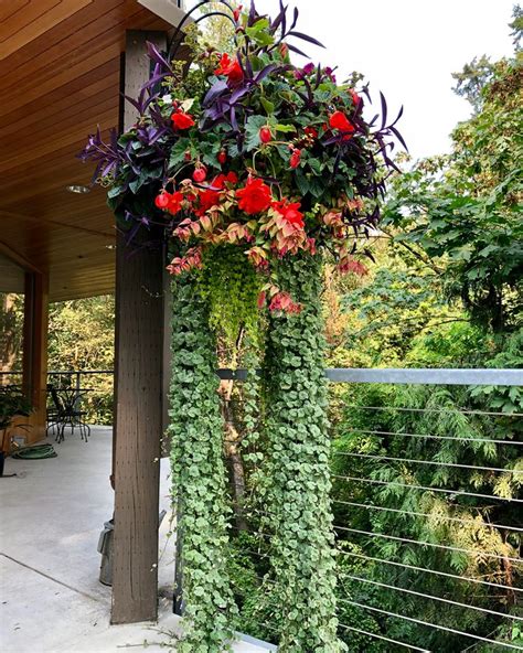 longest trailing plants for hanging baskets