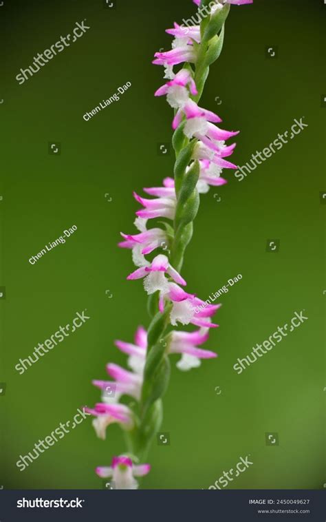 longs flowers