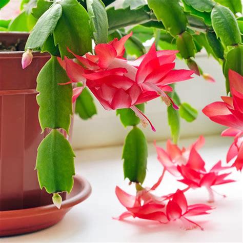 looking after christmas cactus