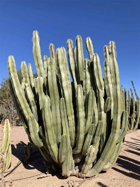lophocereus