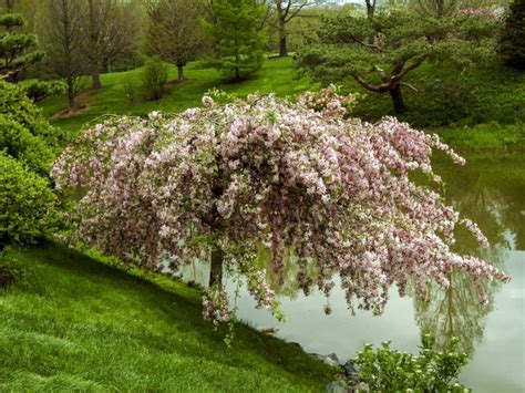 louisa weeping crabapple