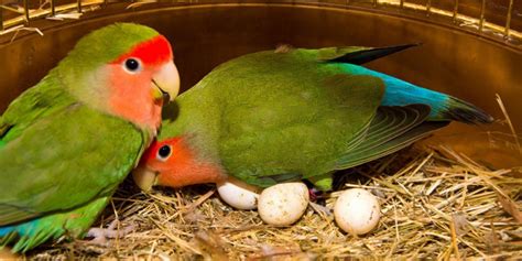 Lovebird Bertelur