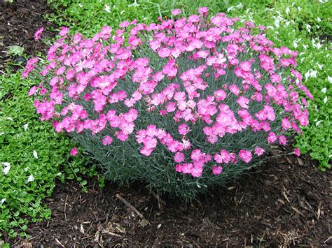 low growing annuals