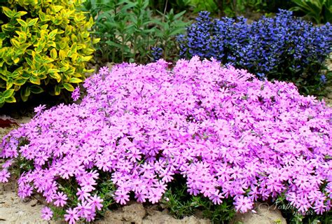 low growing border plants full sun