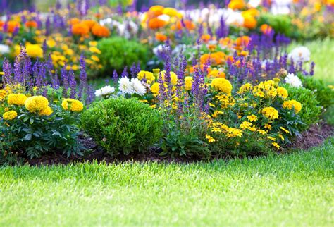 low growing perennials