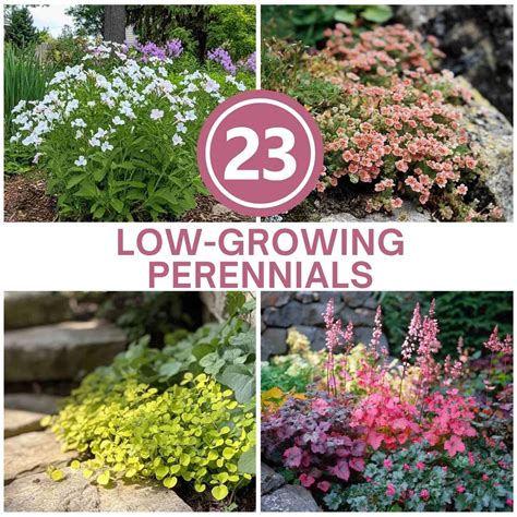 low growing red perennials