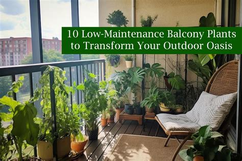 low maintenance balcony plants