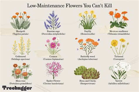 low maintenance flowers