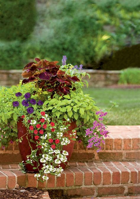 low maintenance flowers for pots