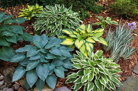 low maintenance foliage plants