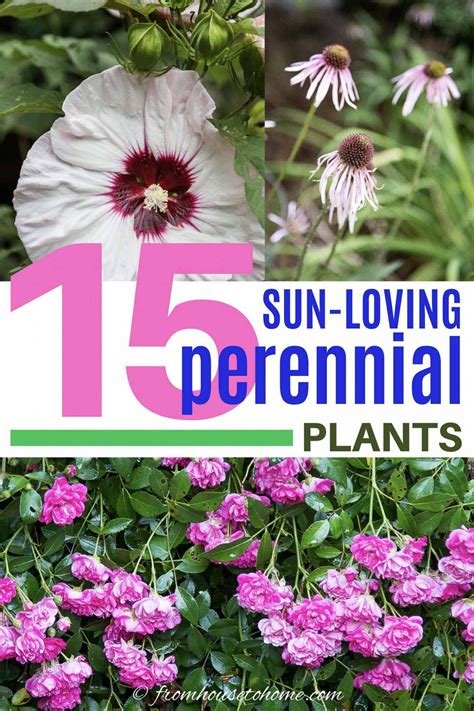 low maintenance full sun perennials