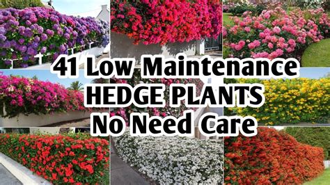 low maintenance hedge plants