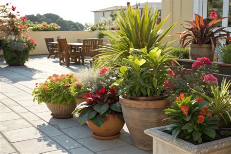 low maintenance outdoor potted plants full sun