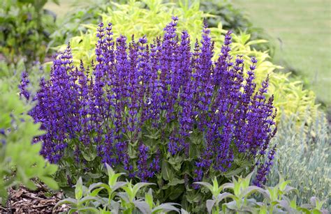 low maintenance perennial flowers