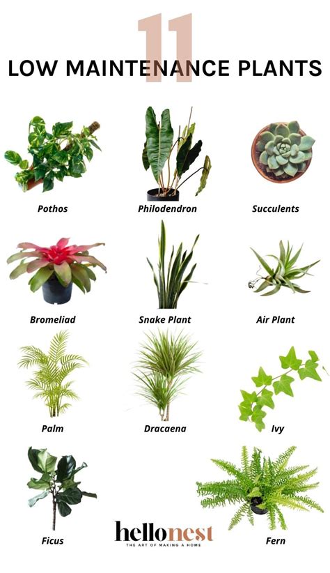 low maintenance plants