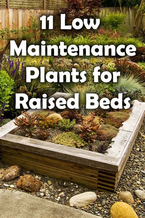 low maintenance plants for raised beds