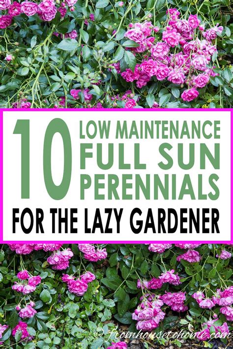 low maintenance plants full sun