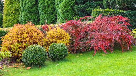 low maintenance shrubs