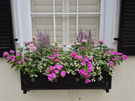 low maintenance window box plants