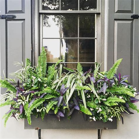 low maintenance window box plants