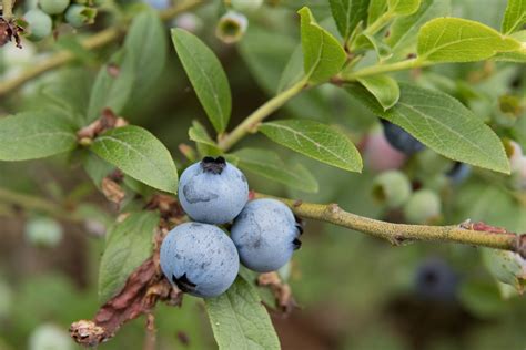 lowbush blueberry
