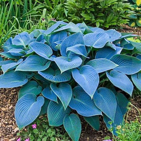 lowes hostas