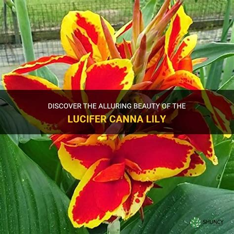 lucifer canna lily