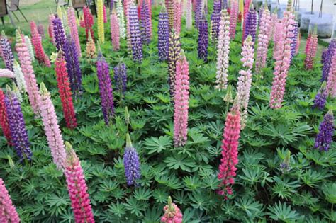 lupine