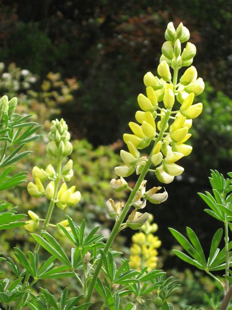 lupinus arboreus