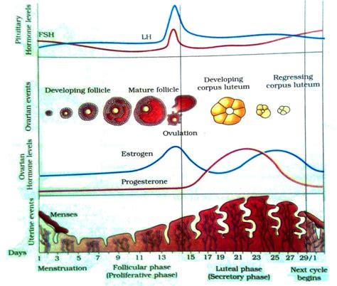 Luteal Phase Chart