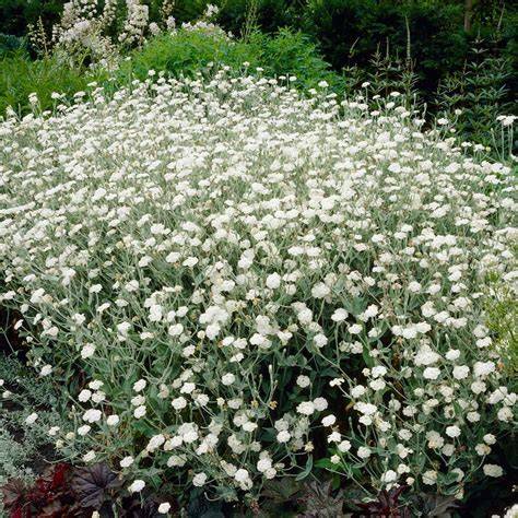 lychnis coronaria alba