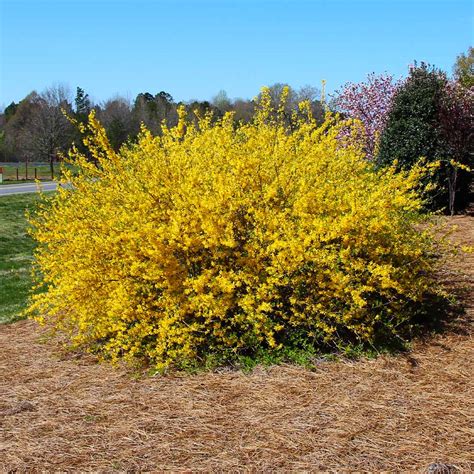 lynwood gold forsythia shrub