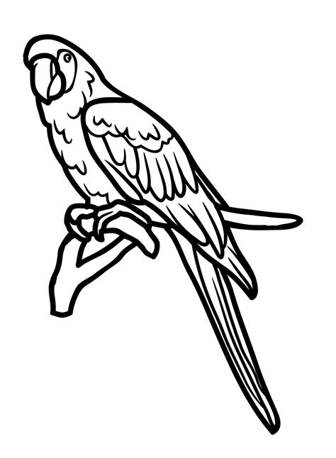 macaw colouring pages