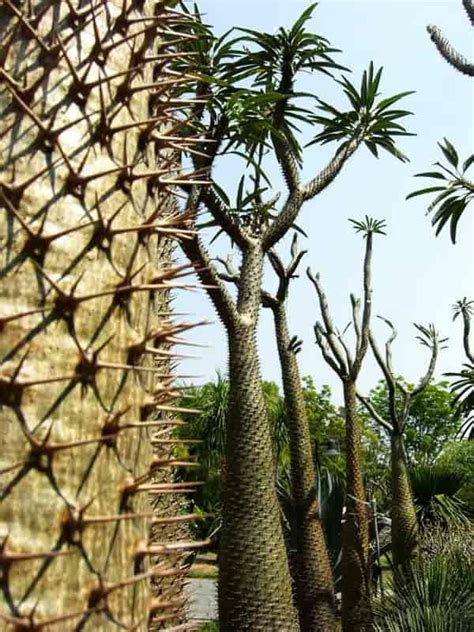 madagascar palm cactus