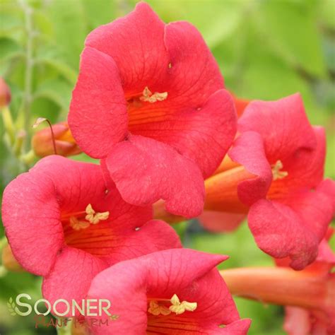 madame rosy trumpet creeper